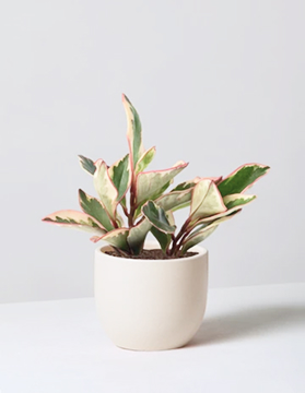 Bird's Nest Fern image